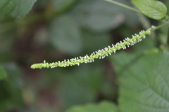 Acalypha paniculata